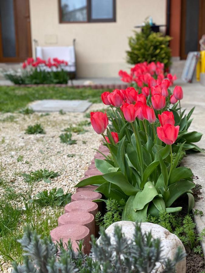 Casa Tudorascu Hotel Вама Веке Екстериор снимка